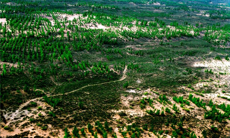 Photo of Zamiana pustyni w las? Takie rzeczy tylko w Chinach