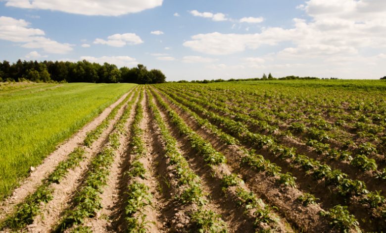 Photo of Biotechnologie sposobem na suszę w rolnictwie
