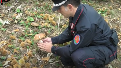 Photo of Włochy: Straż Leśna kontroluje grzybiarzy i konfiskuje im grzyby