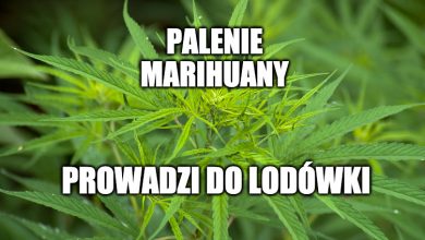 Photo of Legalizacja marihuany w Polsce? Ten projekt może zmienić wszystko