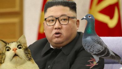 Photo of Kim Jong-un wypowiada wojnę gołębiom i kotom. Co przeskrobały?