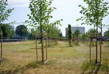 Photo of Łódź posadzi 20 TYSIĘCY drzew przy dwupasmówkach