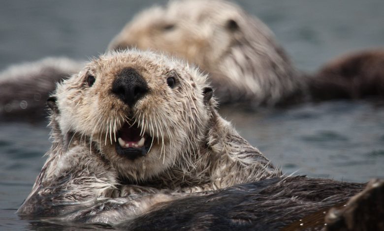 Photo of Jak wydry morskie mogą walczyć ze zmianami klimatu?