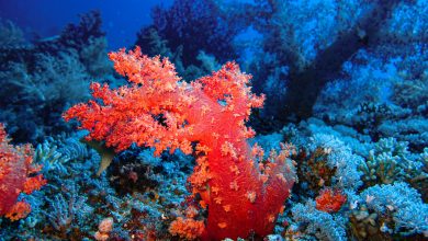 Photo of Olbrzymia dziewicza rafa koralowa odkryta u wybrzeży Tahiti