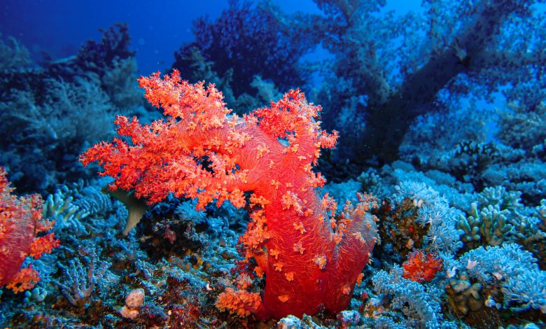 Olbrzymia dziewicza rafa koralowa odkryta u wybrzeży Tahiti