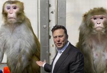 Photo of Elon Musk i Neuralink oskarżeni o makabryczne eksperymenty na małpach
