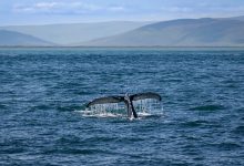 Photo of Islandia zakończy połowy wielorybów, bo się to już nie opłaca