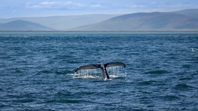Photo of Islandia zakończy połowy wielorybów, bo się to już nie opłaca