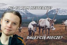Photo of Greta Thunberg chce chronić renifery. Przekazała 2 miliony koron Lapończykom
